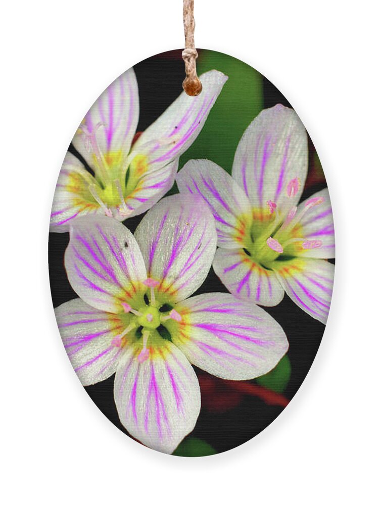 Macro Photography Ornament featuring the photograph Virginia Spring Beauty Flower by Meta Gatschenberger