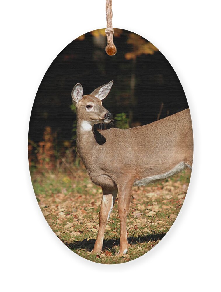 White Tailed Deer Ornament featuring the photograph White Tailed Deer In Autumn by Christina Rollo