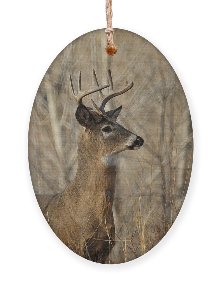 Bucks Ornament featuring the photograph Whitetail Buck on Alert by Ernest Echols