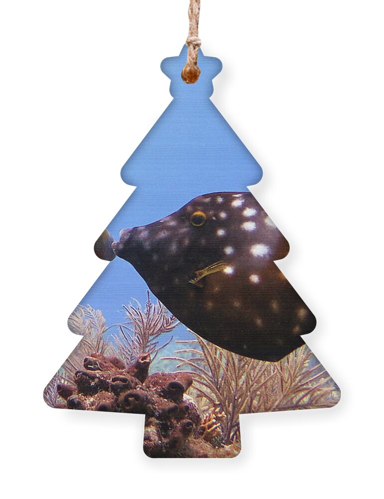 Underwater Ornament featuring the photograph Whtespotted Filefish by Daryl Duda