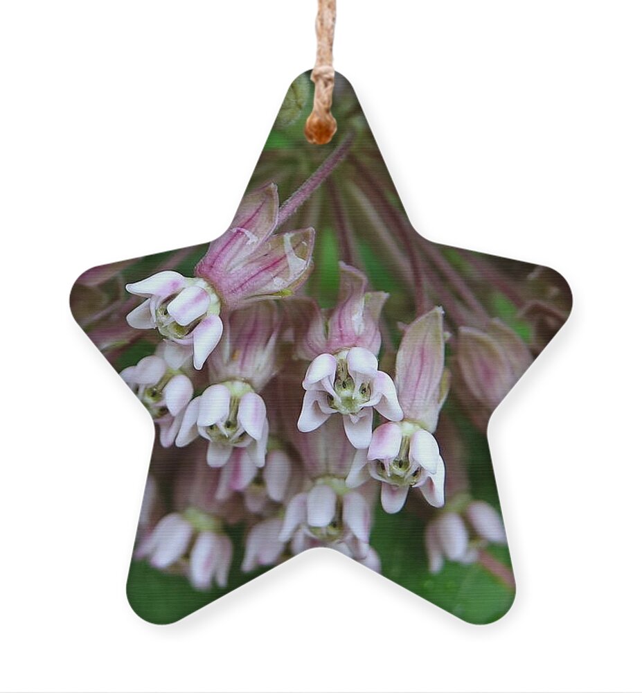 Milkweed Ornament featuring the photograph Why Are Weeds So Pretty by Lori Lafargue