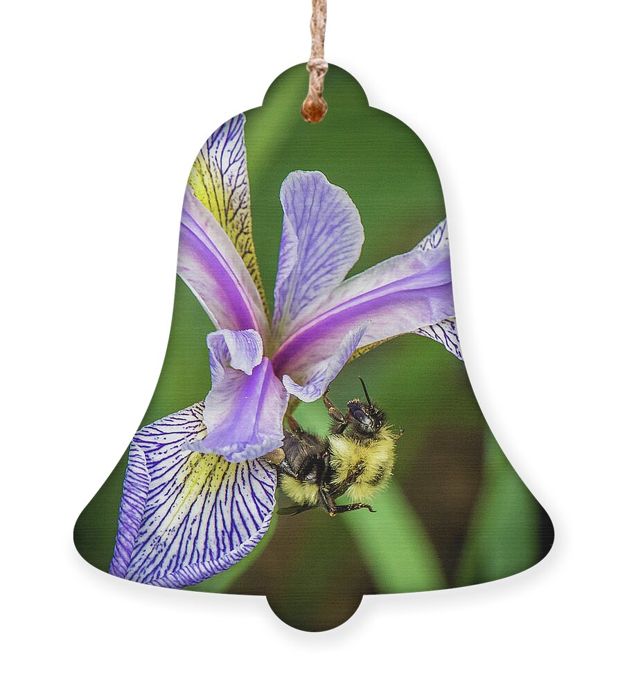 Wild Iris Ornament featuring the photograph Wild Iris With Bee by Paul Freidlund