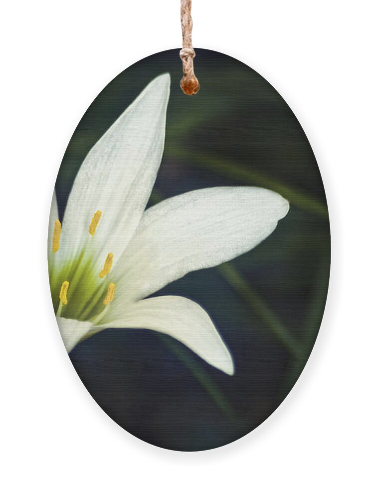 Lily Ornament featuring the photograph Wild Lily by Carolyn Marshall