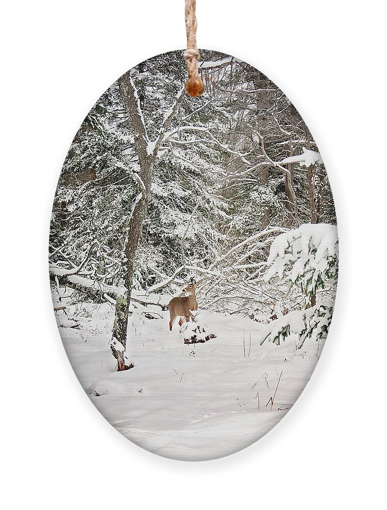 Winter Deer In The Forest Print Ornament featuring the photograph Winter Deer in the Forest by Gwen Gibson
