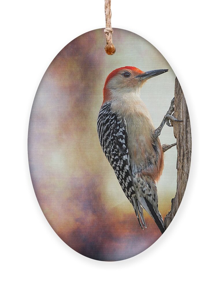Red-bellied Woodpecker Ornament featuring the photograph Woody Posted Right Side by Bill and Linda Tiepelman