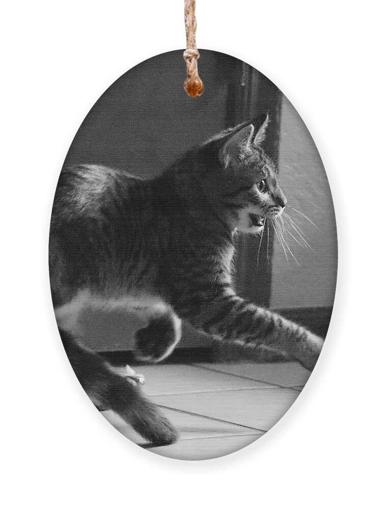 Cat Ornament featuring the photograph Xena Playing by John Moyer
