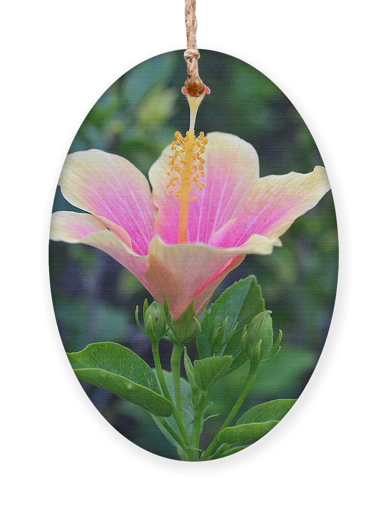 Flower Ornament featuring the photograph Yellow and Pink Hibiscus Reach by Amy Fose