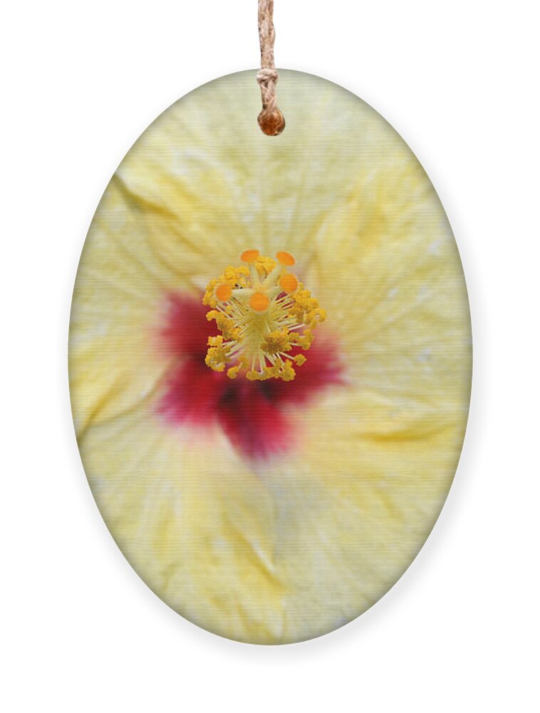 Flower Ornament featuring the photograph Yellow Red Hibiscus 1 by Amy Fose