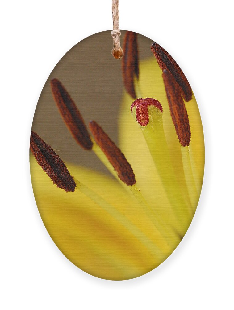 Flower Ornament featuring the photograph Yellow Lily Reach 2 by Amy Fose