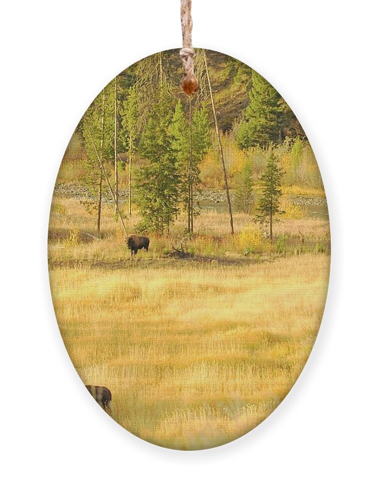 Yellowstone National Park Ornament featuring the photograph Yellowstone Bison by Merle Grenz
