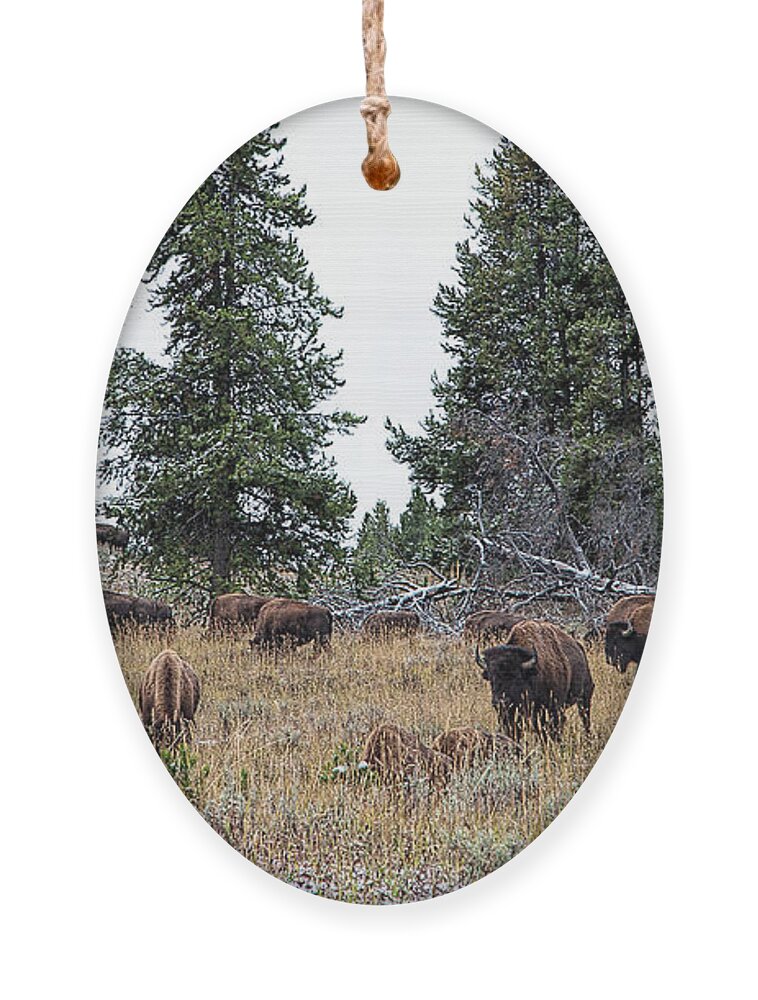 Yelowstone Ornament featuring the photograph Yellowstone Buffalo by Jim Garrison