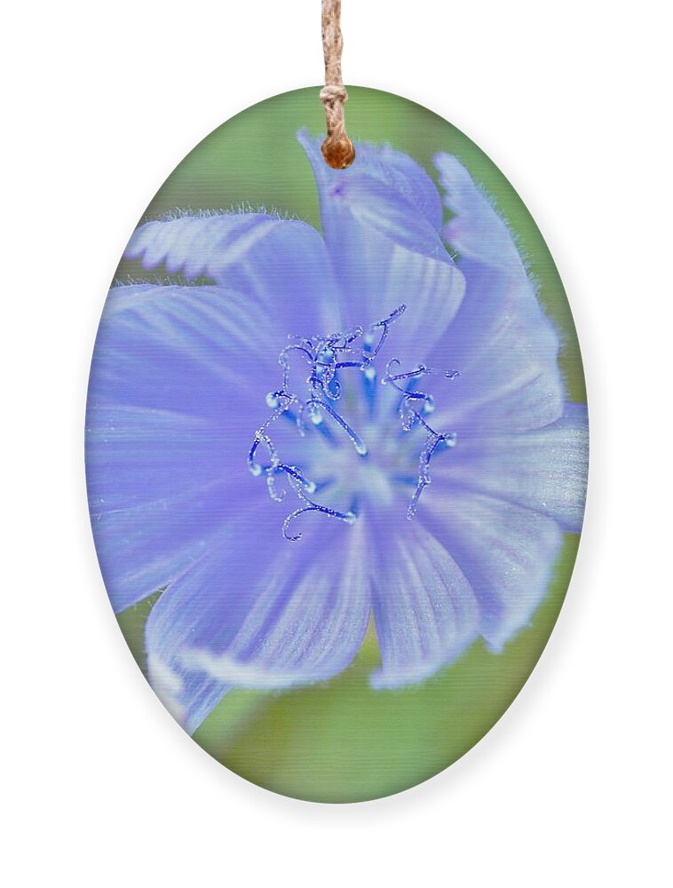 Flowers Ornament featuring the photograph You look pretty in blue by Merle Grenz