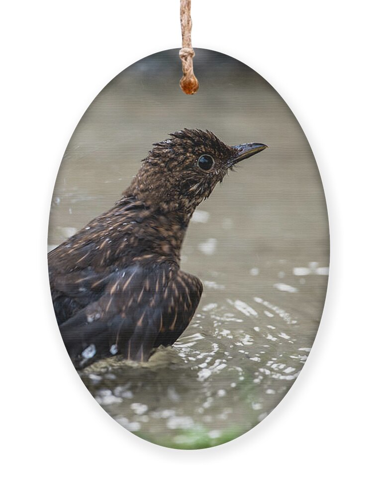 Young Blackbird's Bath Ornament featuring the photograph Young Blackbird's bath by Torbjorn Swenelius