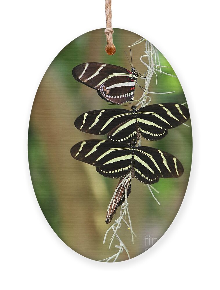 Zebra Ornament featuring the photograph Zebra Butterflies Hanging On by Sabrina L Ryan