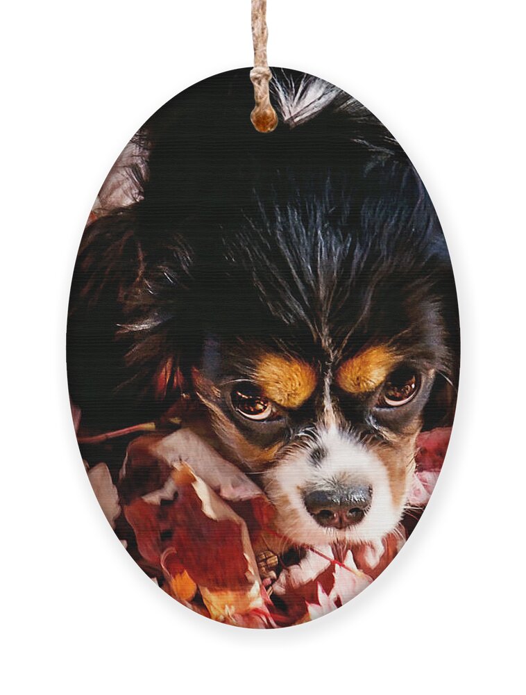 Tri Colored Cavalier King Chalres Spaniel Ornament featuring the photograph Zoey - Look Into My Eyes by Gwen Gibson