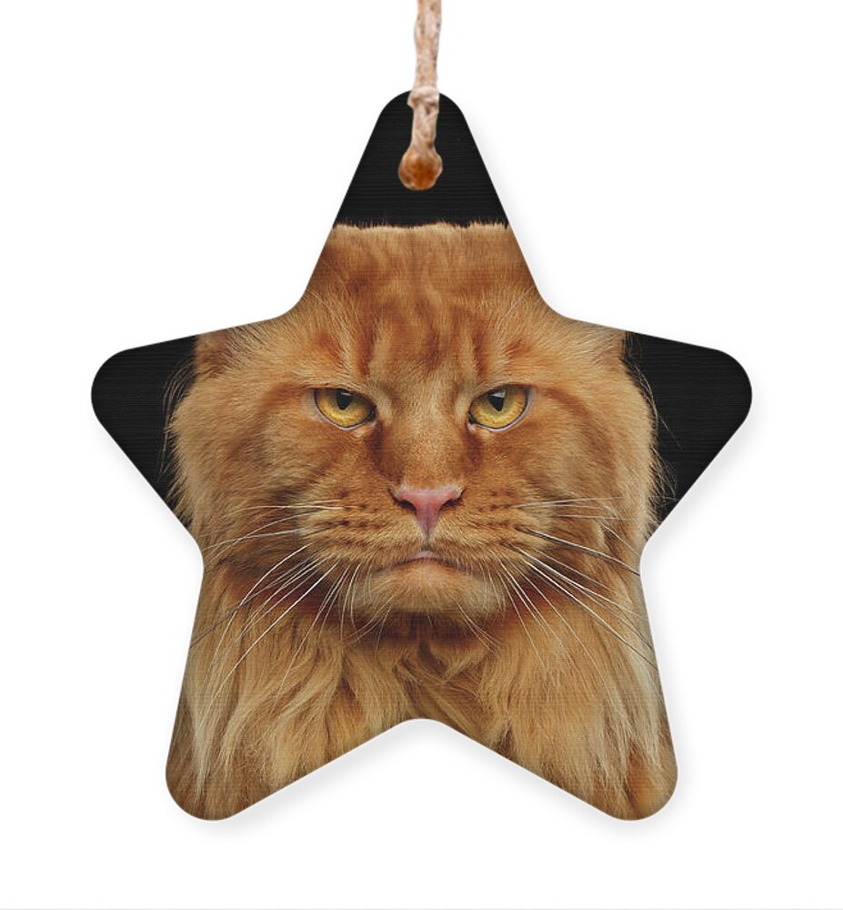 #faatoppicks Ornament featuring the photograph Angry Ginger Maine Coon Cat Gazing on Black background #2 by Sergey Taran