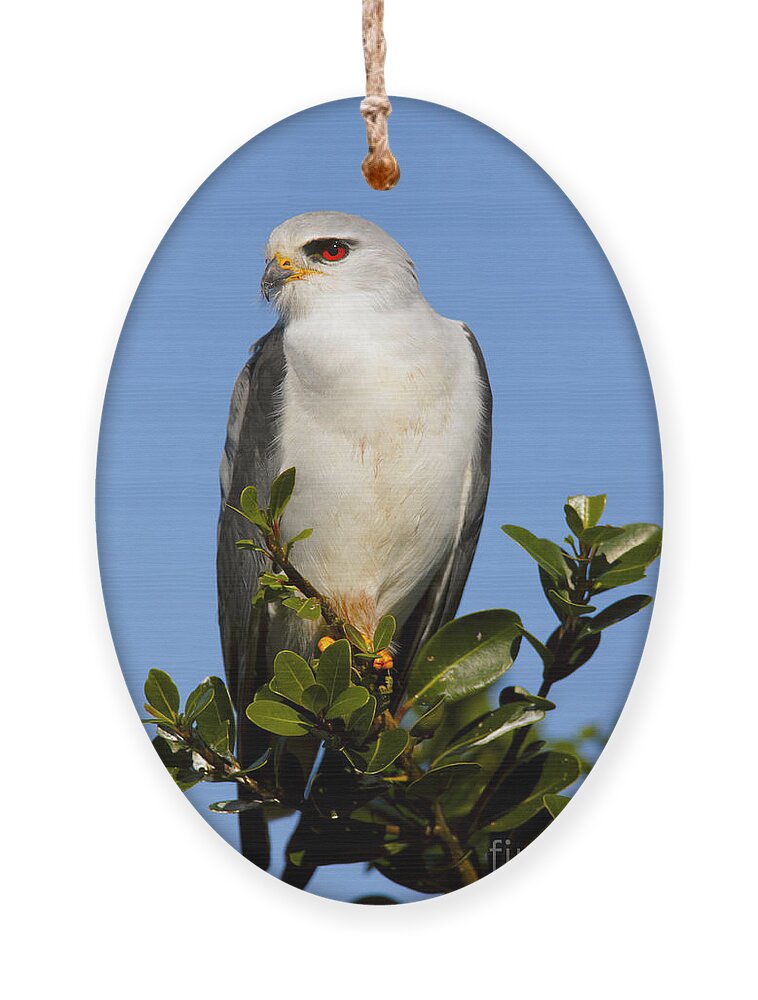 Small Ornament featuring the photograph Black-shouldered Kite - Elanus Caeruleus by Johan Swanepoel