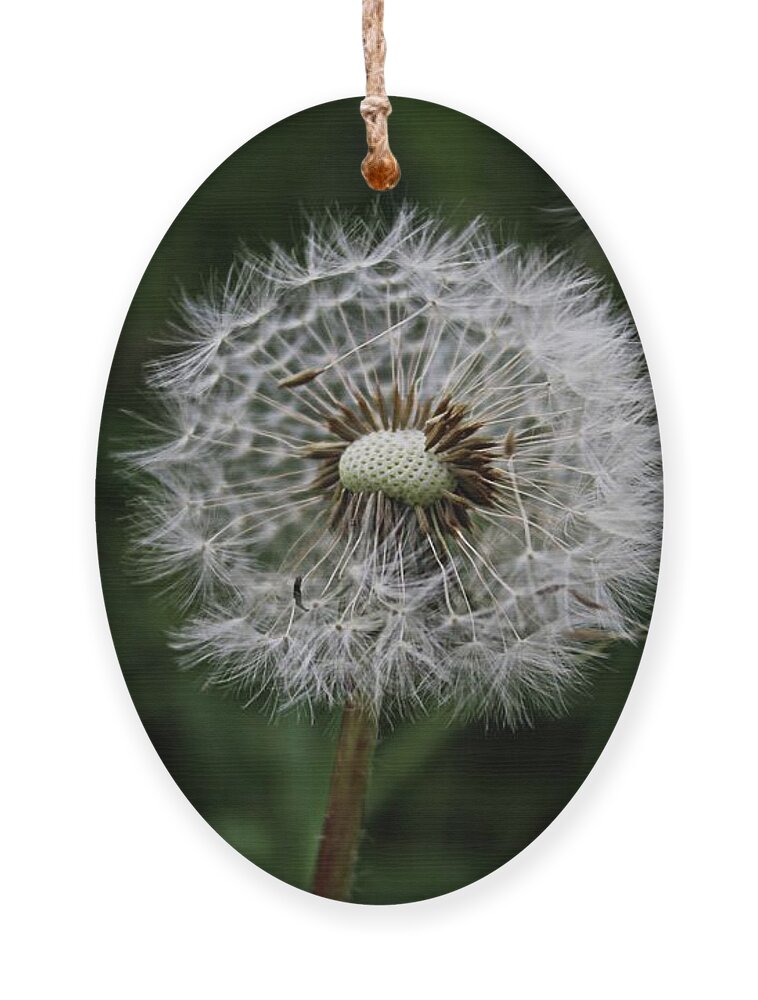 Dandelion Head Ornament featuring the photograph Dandelion head close up #1 by Martin Smith