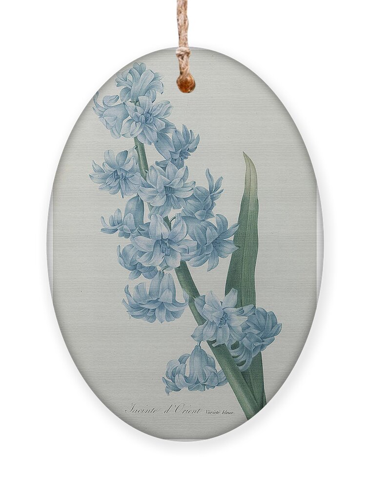Redoute Ornament featuring the painting Hyacinthus orientalis #1 by Pierre-Joseph Redoute