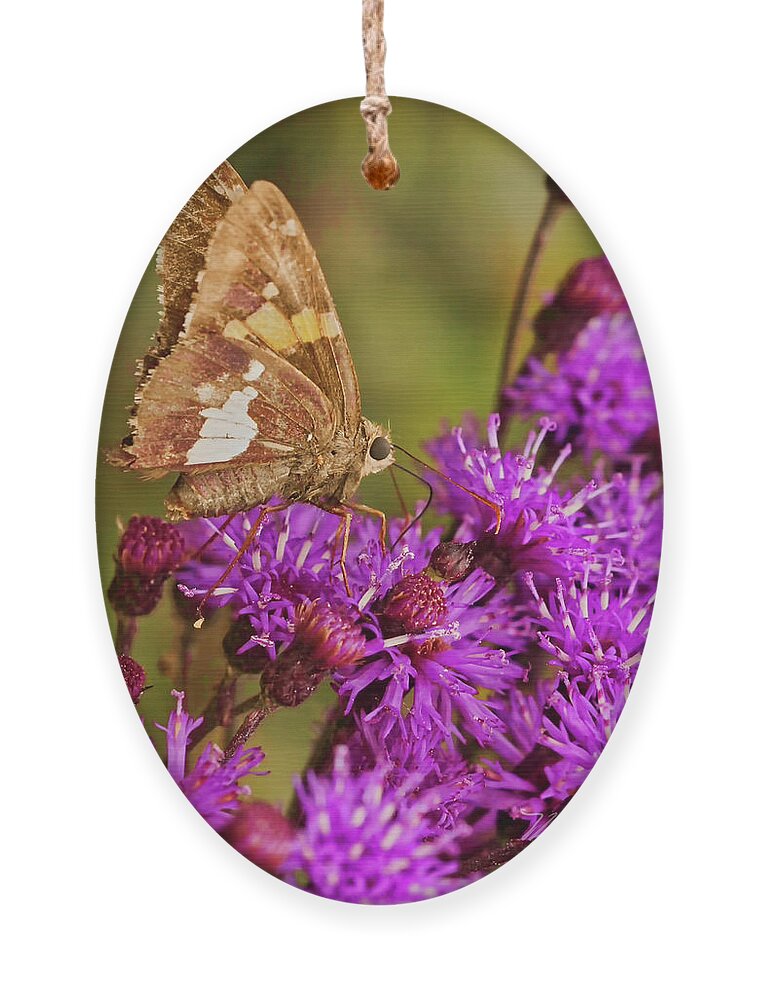 Macro Photography Ornament featuring the photograph Moth On Purple Flowers #1 by Meta Gatschenberger