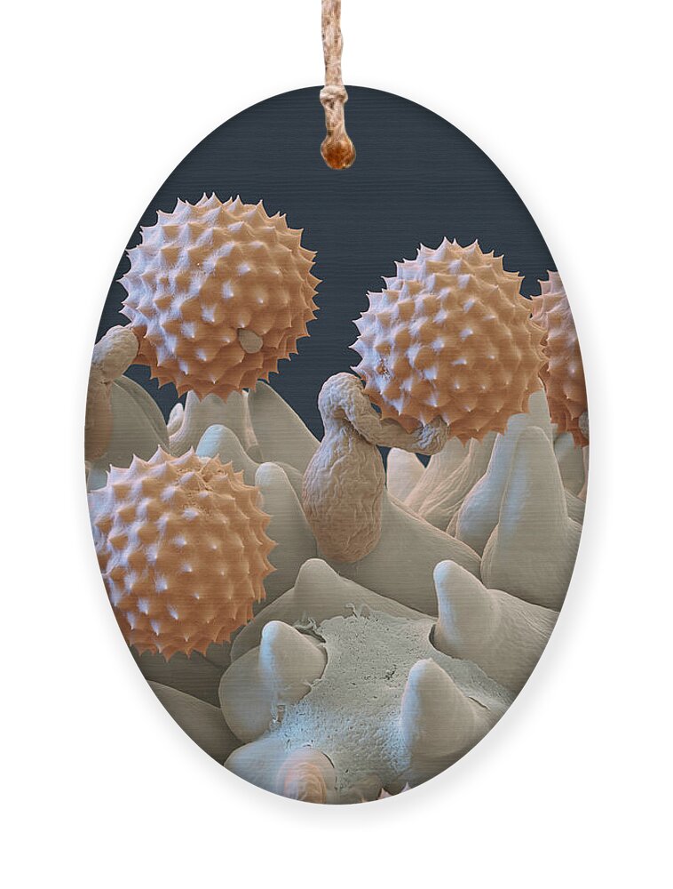 Ambrosia Ornament featuring the photograph Pollen And Pollen Tubes, Sem #1 by Oliver Meckes EYE OF SCIENCE