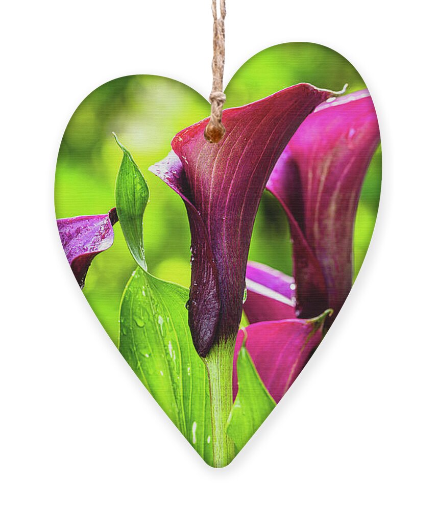 Araceae Ornament featuring the photograph Purple Calla Lily Flower #1 by Raul Rodriguez