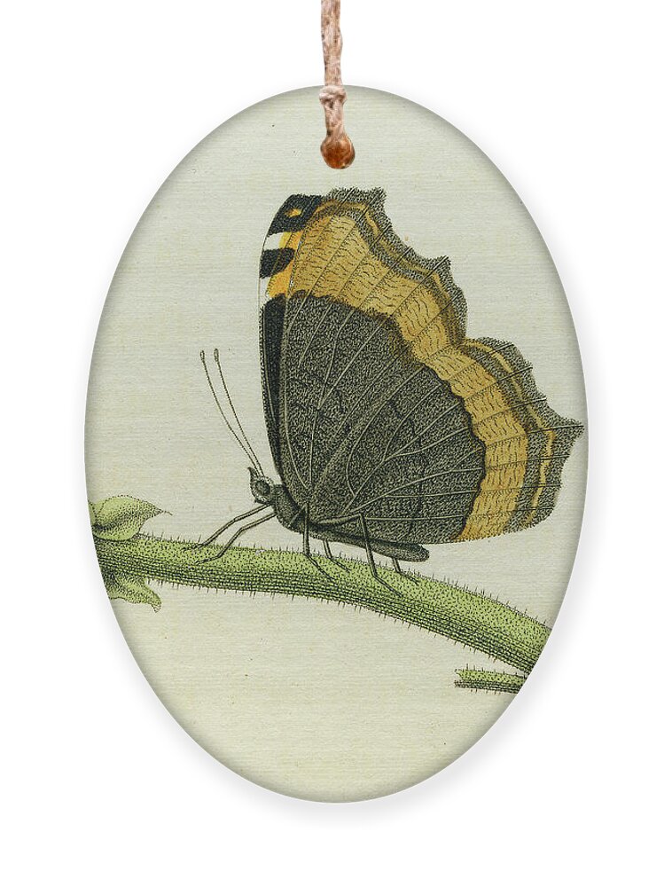 Entomology Ornament featuring the mixed media Vanessa furcillata detail #1 by W W Wood