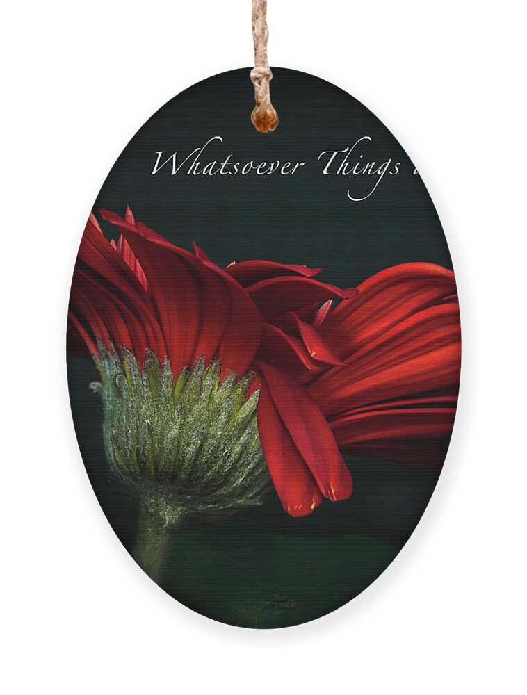 Gerber Daisy Ornament featuring the photograph Whatsoever Things are Lovely #1 by Joni Eskridge