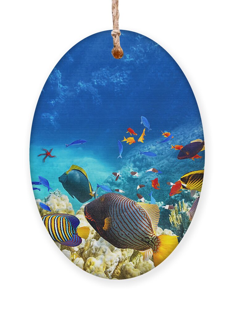 Red Ornament featuring the photograph Wonderful And Beautiful Underwater by V e