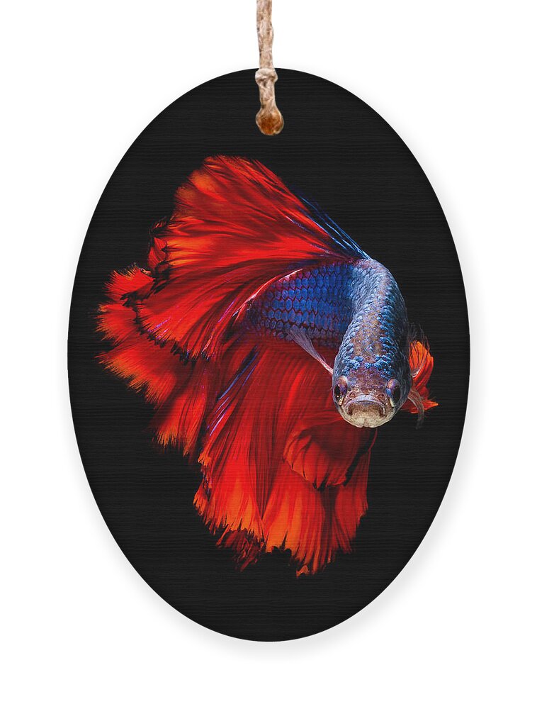 Dress Ornament featuring the photograph Colourful Betta Fishsiamese Fighting by Nuamfolio
