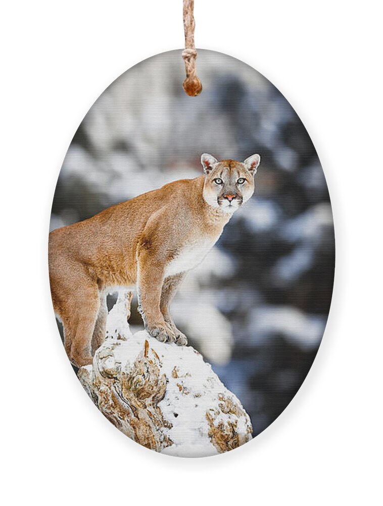 Big Ornament featuring the photograph Portrait Of A Cougar Mountain Lion by Baranov E