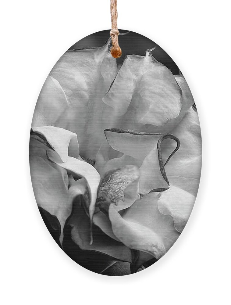 Brugmansia Ornament featuring the photograph Purple Trumpet Flower by Raul Rodriguez