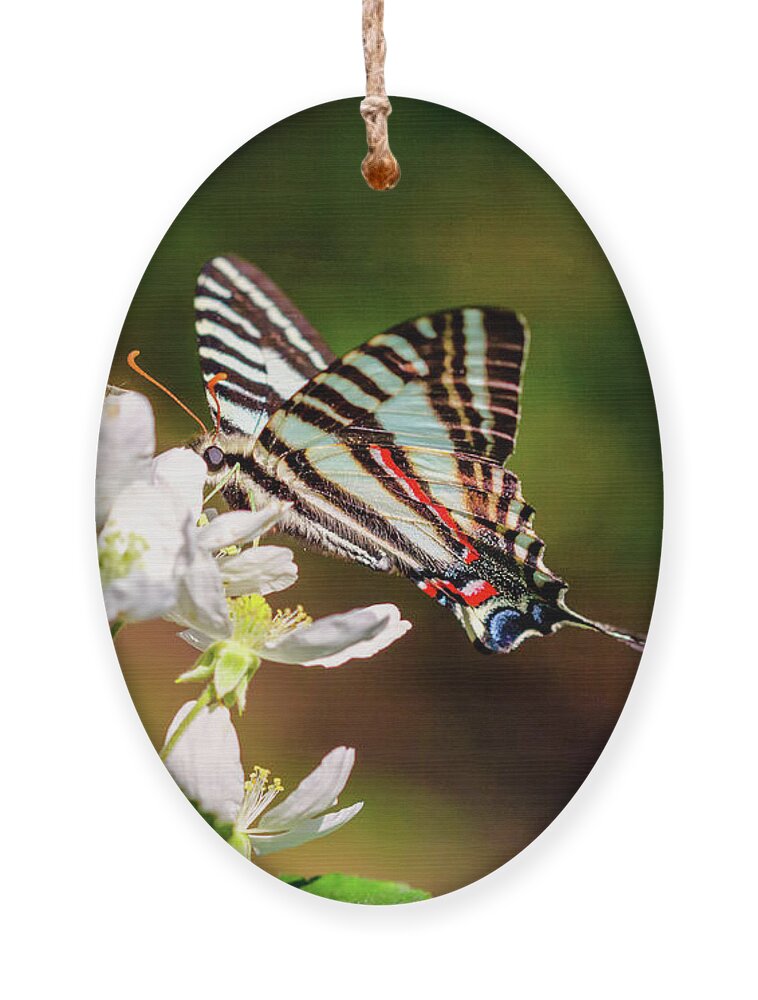 Zebra-swallowtail Ornament featuring the photograph Zebra Swallowtail by Bernd Laeschke
