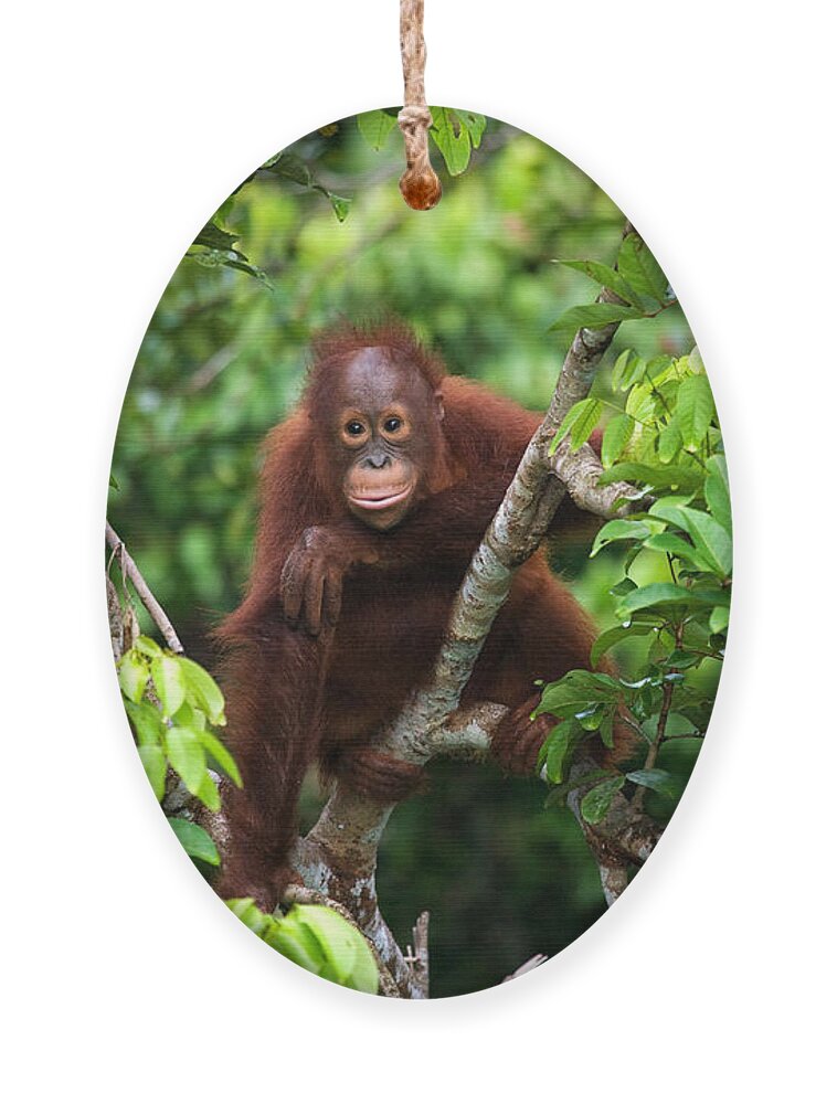Forest Ornament featuring the photograph A Baby Orangutan In The Wild by Gudkov Andrey