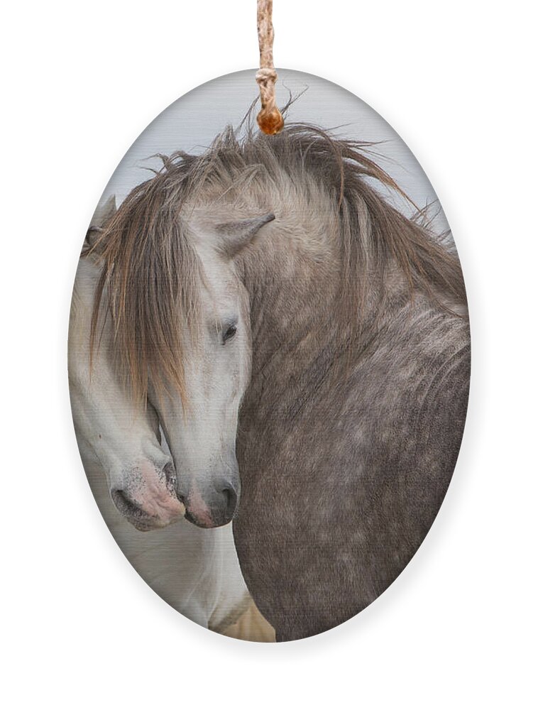 Love Ornament featuring the photograph A Pair Of Horses Kissing by Tim booth