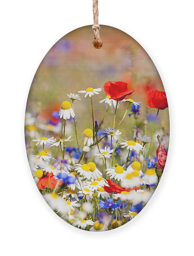Country Ornament featuring the photograph Abundance Of Blooming Wild Flowers by Courtyardpix