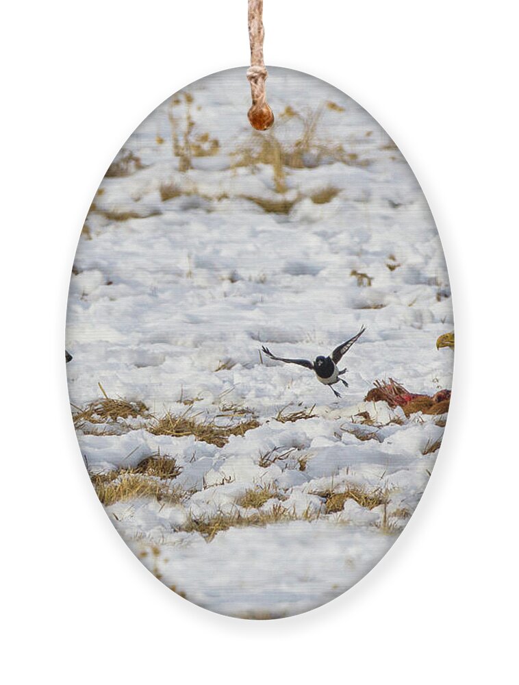 Coyote Vs Bald Eagle Ornament featuring the photograph Ac3c0002 by John T Humphrey