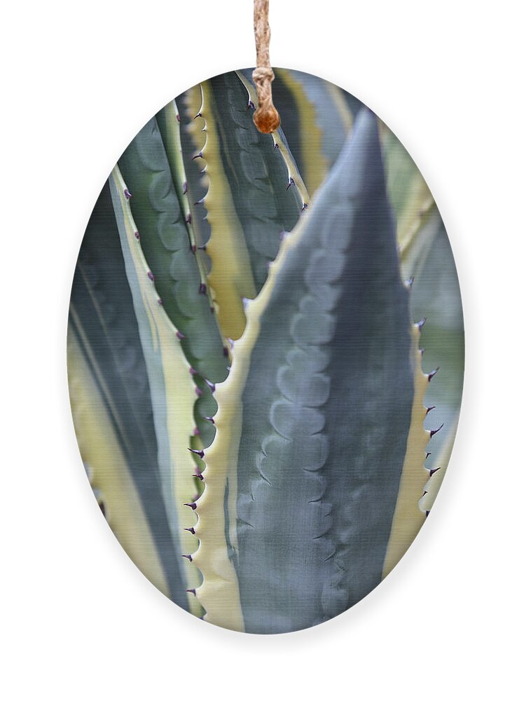 Desert Botanical Garden Ornament featuring the photograph Agave Plant Abstract by David T Wilkinson