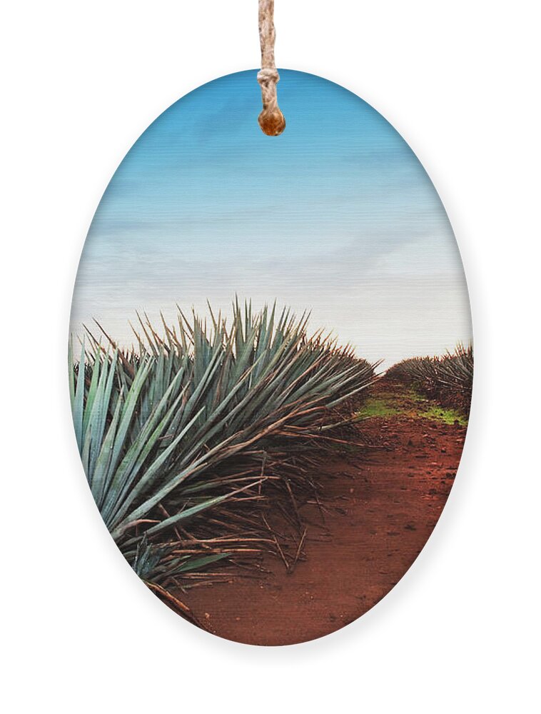 Guadalajara Ornament featuring the photograph Agave Tequila Landscape To Guadalajara by Jesus Cervantes