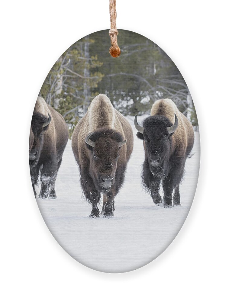 Usa Ornament featuring the photograph American Bison by David Osborn