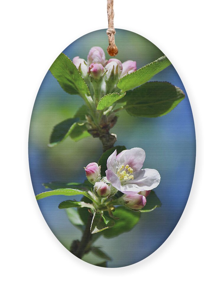 Apple Blossom Ornament featuring the photograph Apple Blossom by Christina Rollo