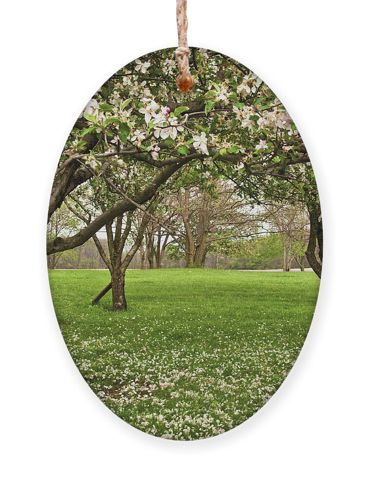 Spring Ornament featuring the photograph Apple Orchard by Minnie Gallman