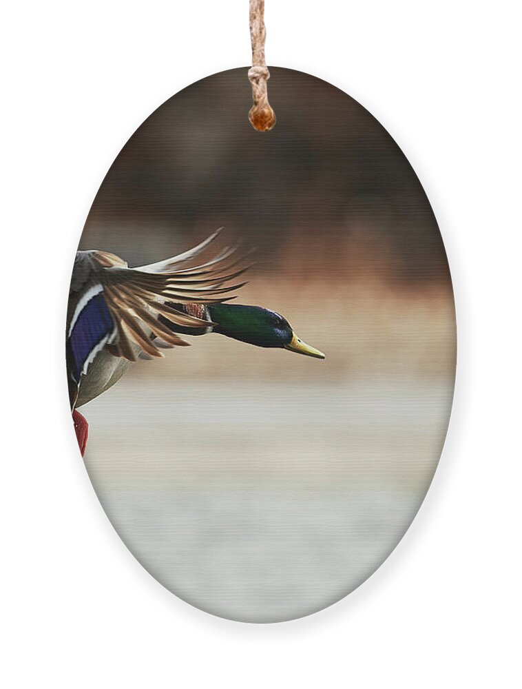 Ducks Ornament featuring the photograph Approaching by Robert WK Clark