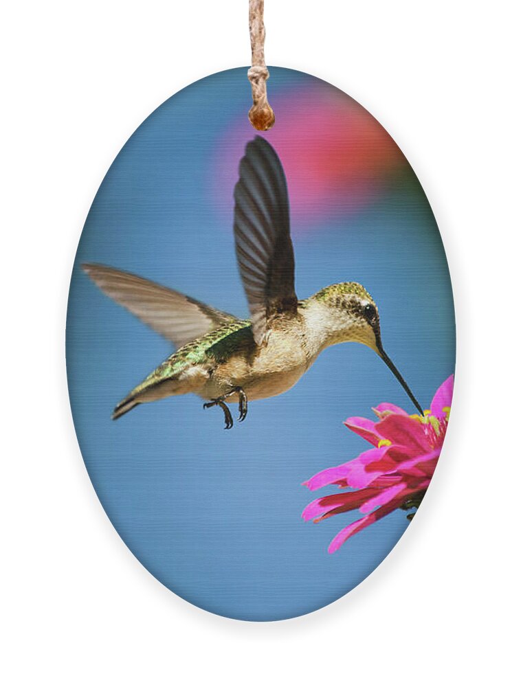 Hummingbird Ornament featuring the photograph Art of Hummingbird Flight by Christina Rollo