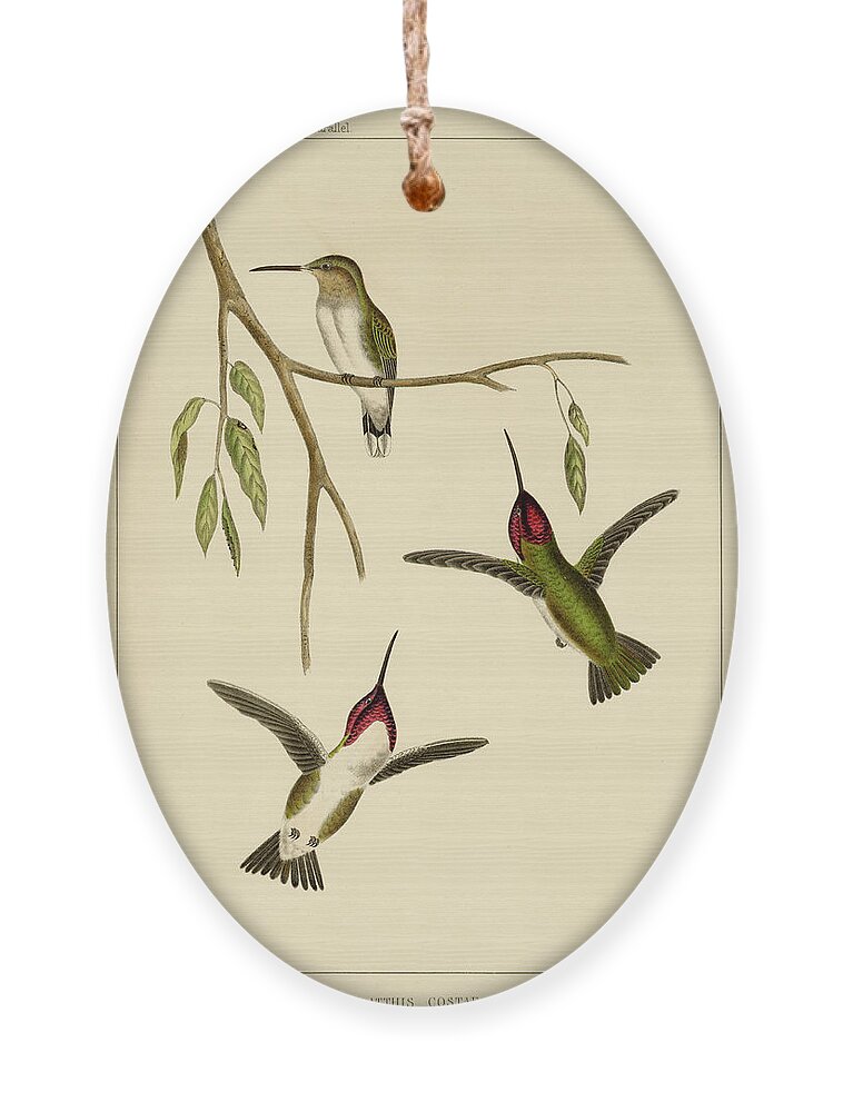 Birds Ornament featuring the mixed media Atthis Costae by Bowen and Co lith and col Phila