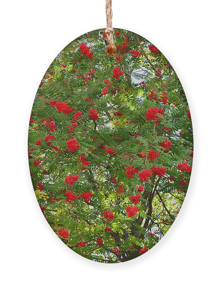Autumn Ornament featuring the photograph Autumn Green and Red by Kae Cheatham