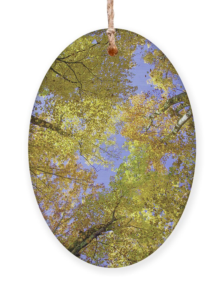 Nunweiler Ornament featuring the photograph Autumn Leaves by Nunweiler Photography