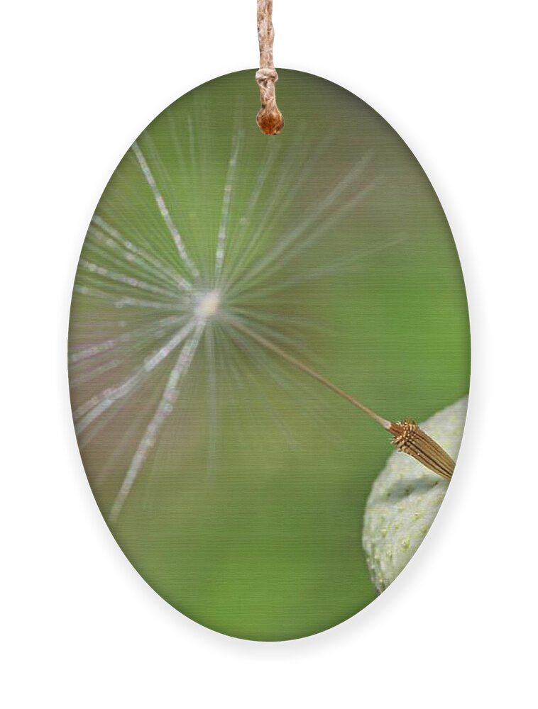 Plant Ornament featuring the photograph Autumn's end by Martin Smith