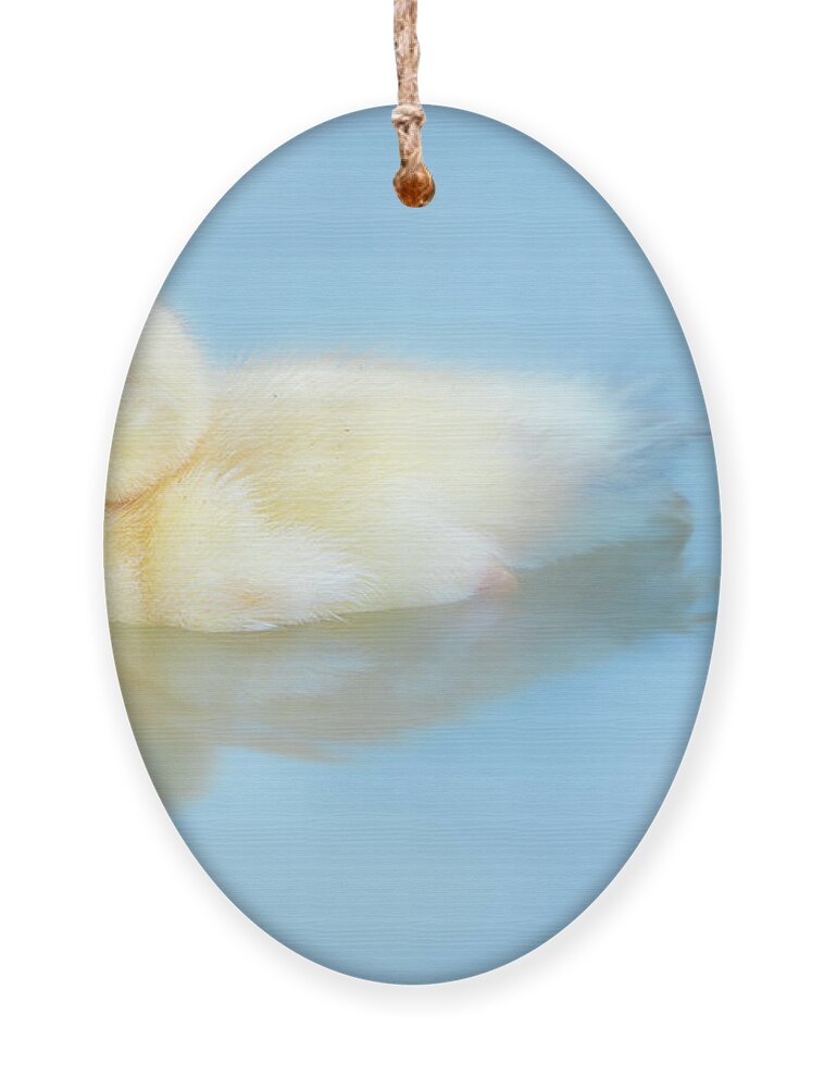 Duck Ornament featuring the photograph Baby Duck by Jordan Hill