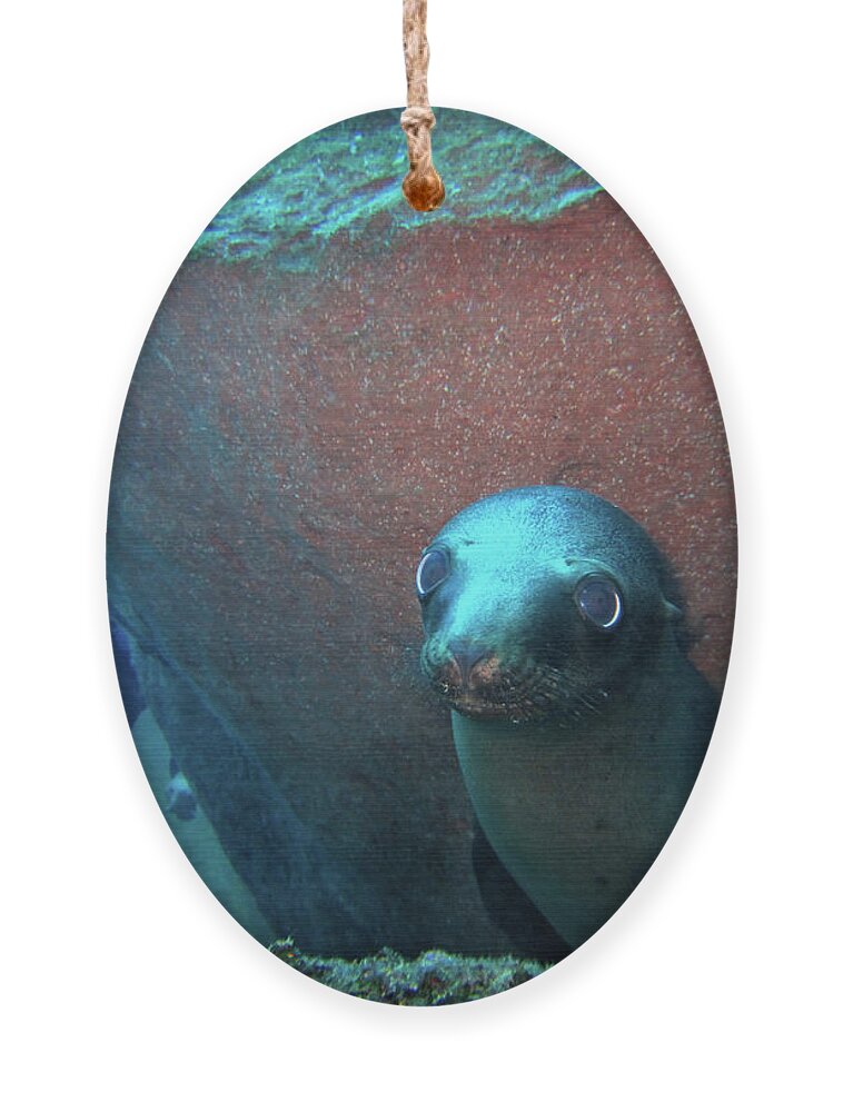 Sea Lion Ornament featuring the photograph Baby Lobo Marino by Becqi Sherman